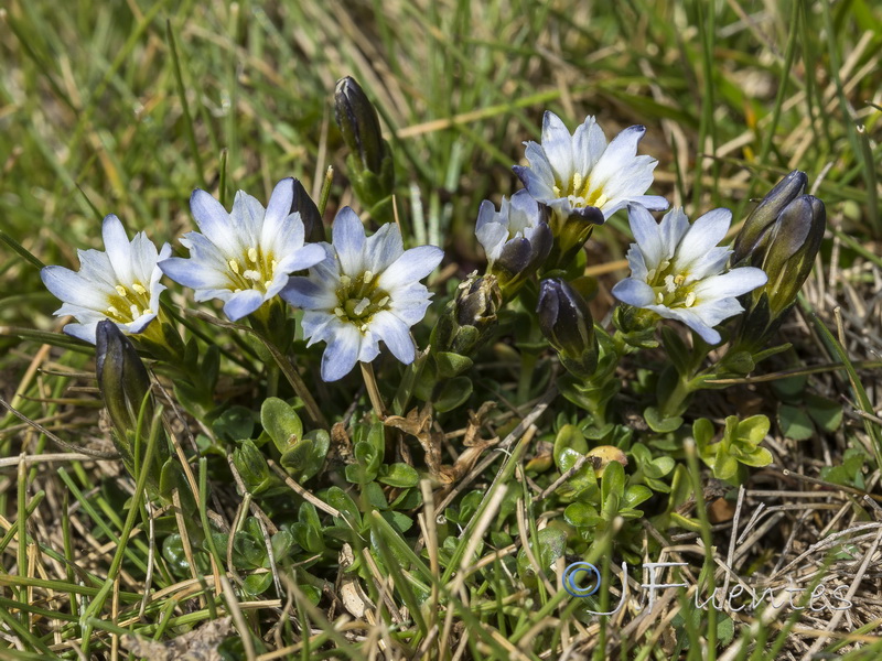 Gentiana boryi.14