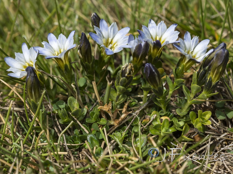 Gentiana boryi.15