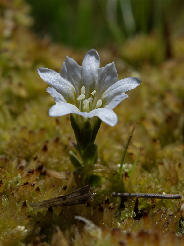 Gentiana boryi.16