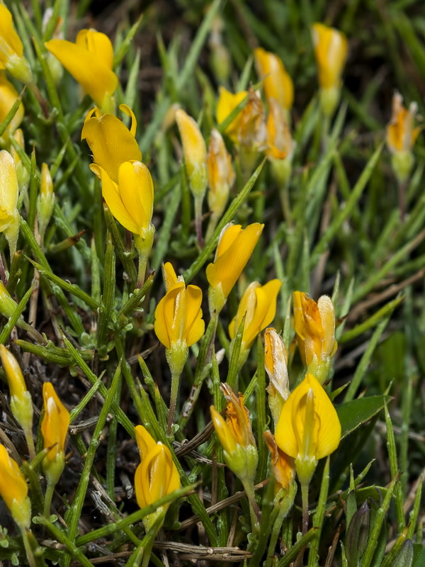 Gentiana longipes viciosoi.04