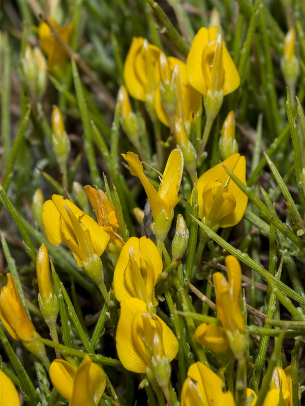 Gentiana longipes viciosoi.05