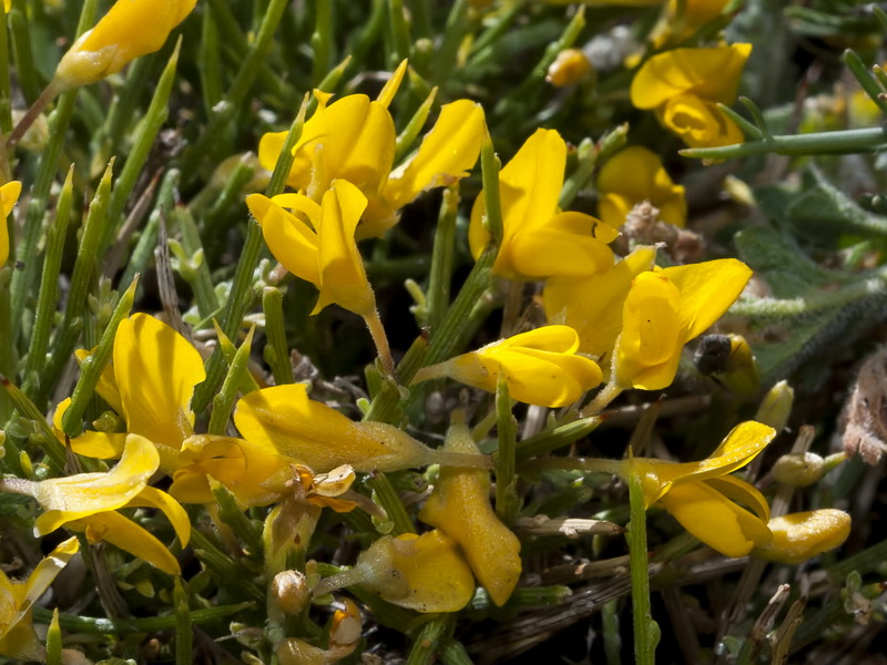 Gentiana longipes viciosoi.07