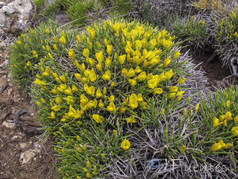 Gentiana longipes viciosoi.11