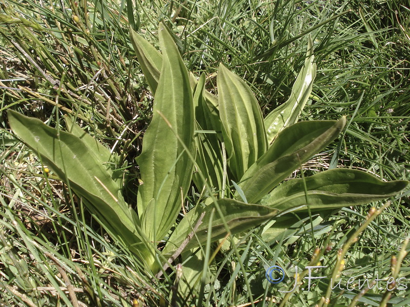 Gentiana lutea.01