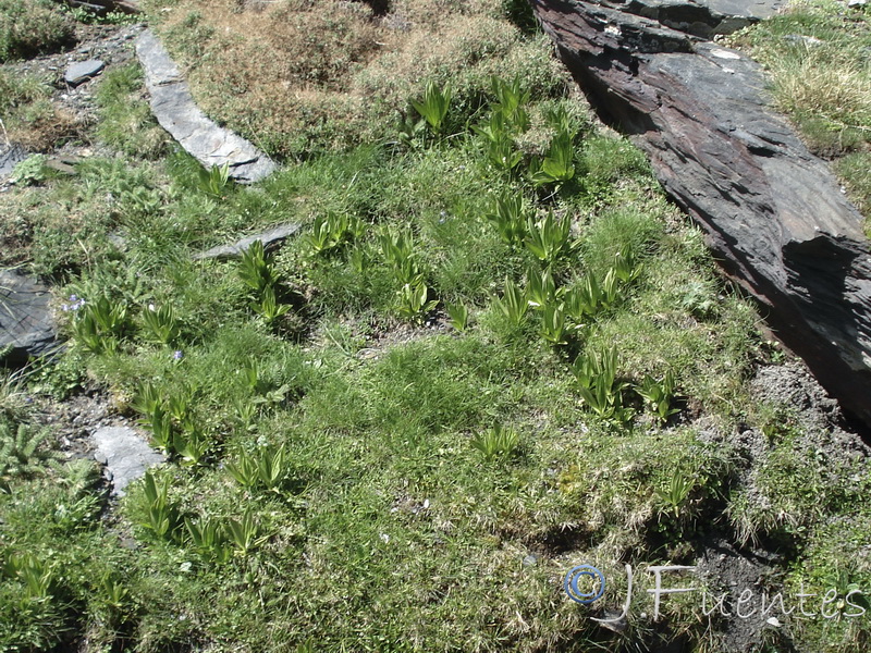 Gentiana lutea.02