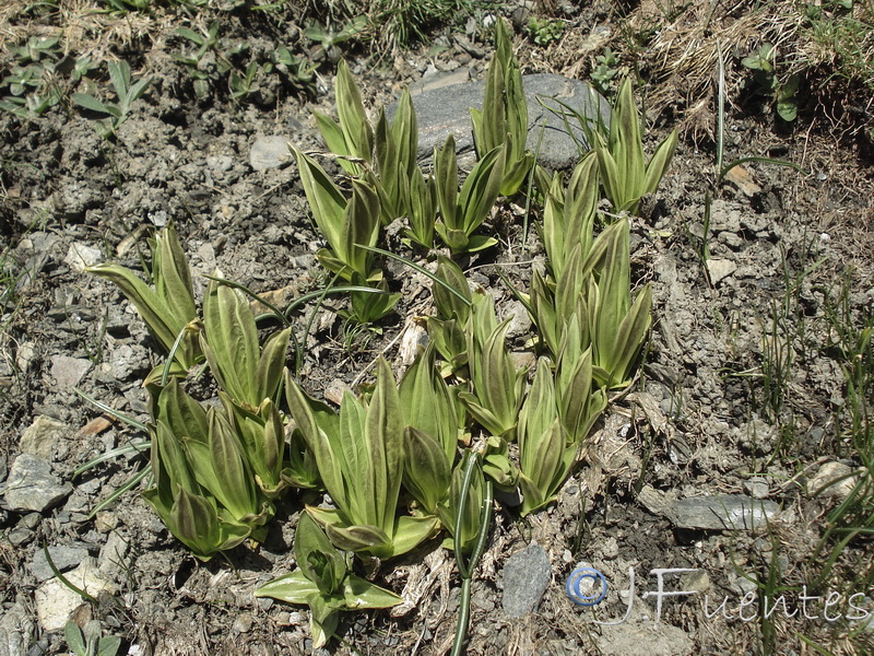 Gentiana lutea.03