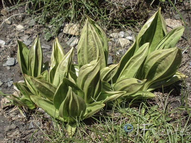 Gentiana lutea.04