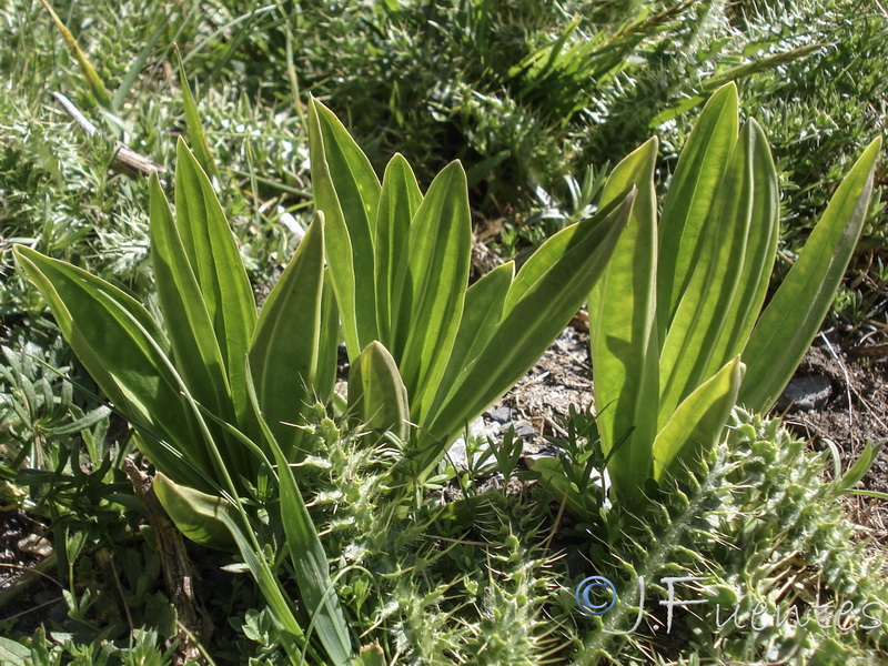 Gentiana lutea.05