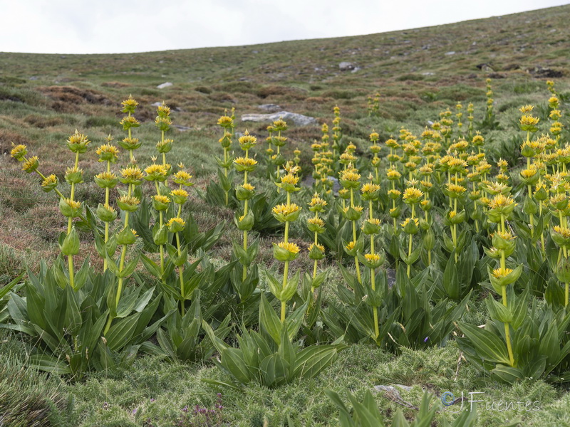 Gentiana lutea.07