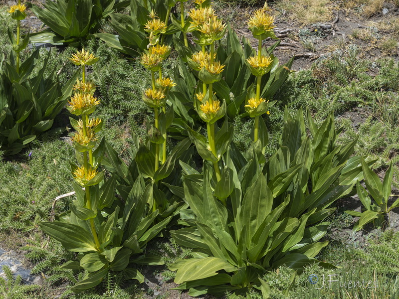 Gentiana lutea.11