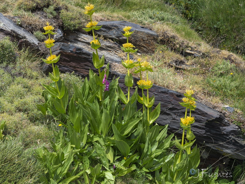 Gentiana lutea.12