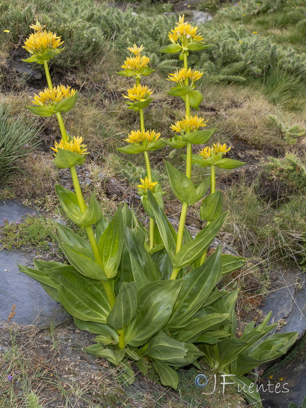 Gentiana lutea.13