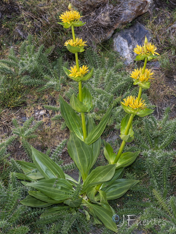 Gentiana lutea.15