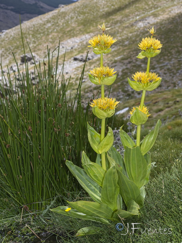 Gentiana lutea.16