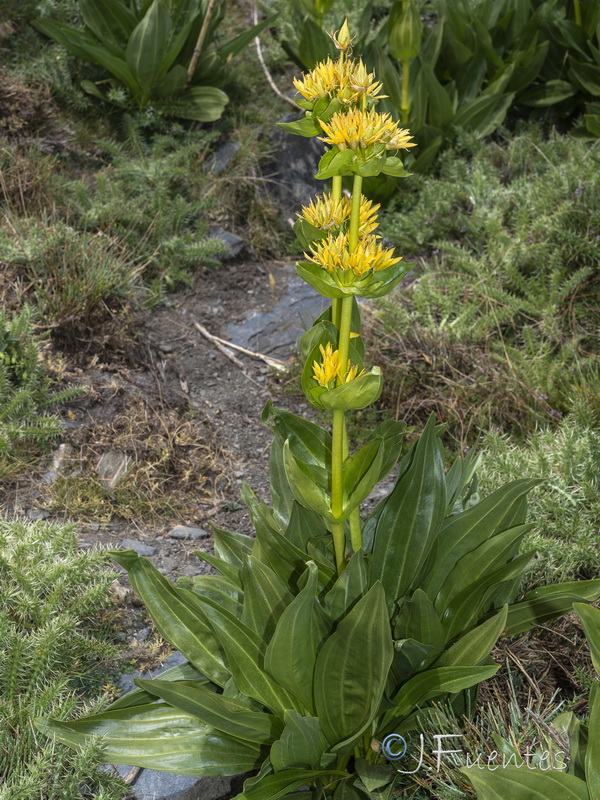 Gentiana lutea.17