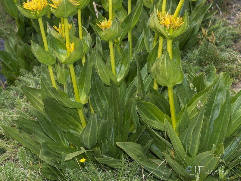 Gentiana lutea.18