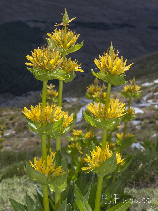 Gentiana lutea.20