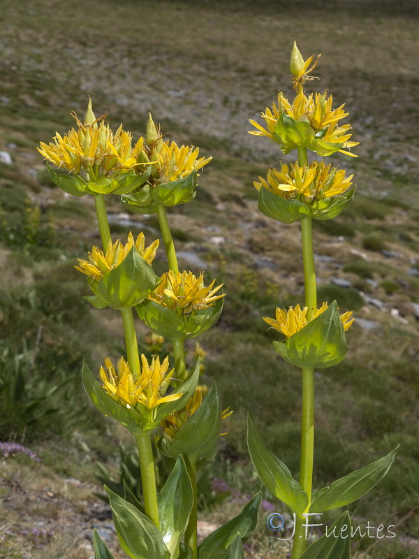 Gentiana lutea.21