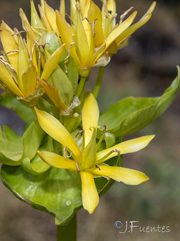 Gentiana lutea.22