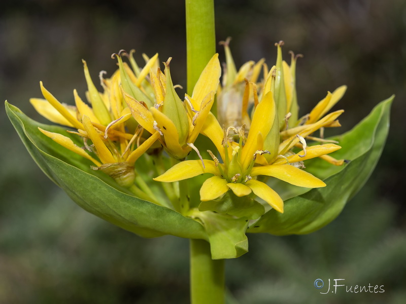 Gentiana lutea.24