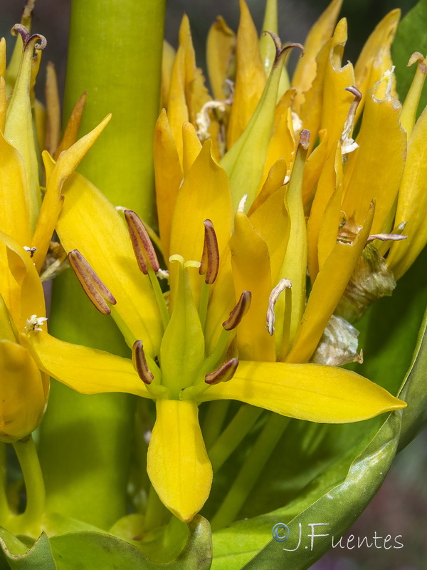 Gentiana lutea.27