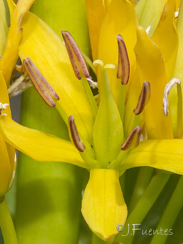 Gentiana lutea.28