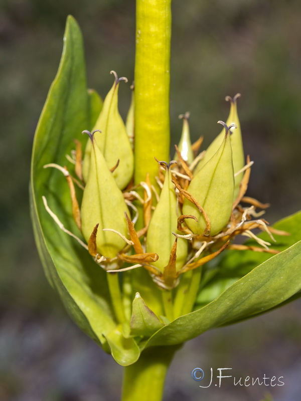 Gentiana lutea.30