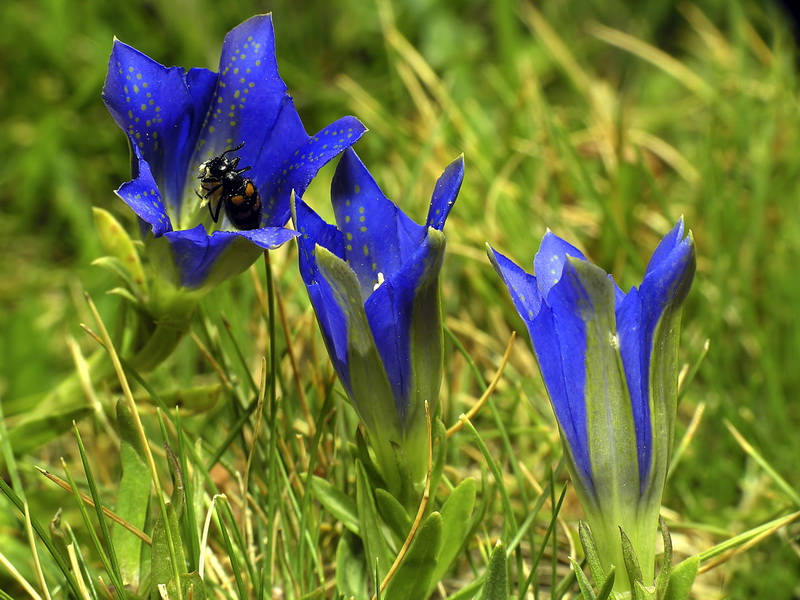Gentiana pneumonanthe depressa.01