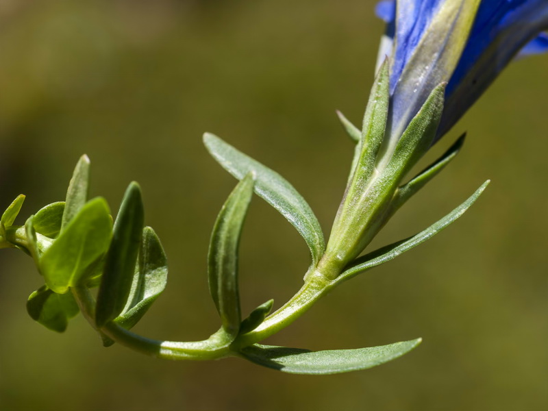 Gentiana pneumonanthe depressa.02