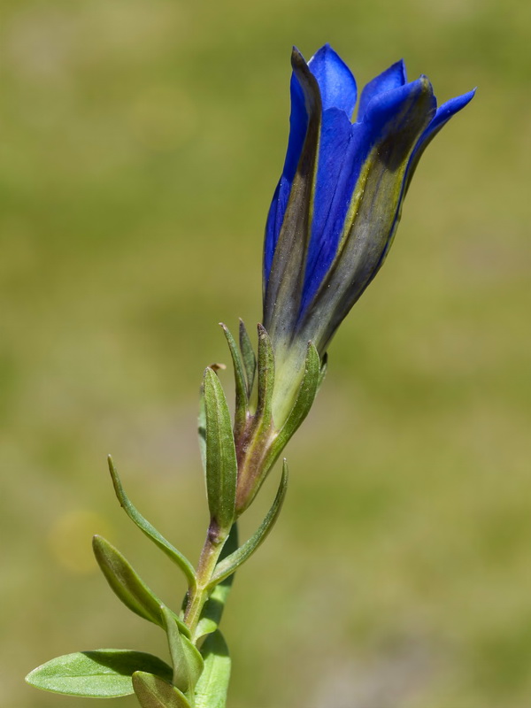 Gentiana pneumonanthe depressa.03