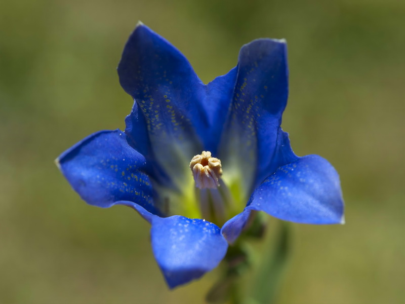Gentiana pneumonanthe depressa.04