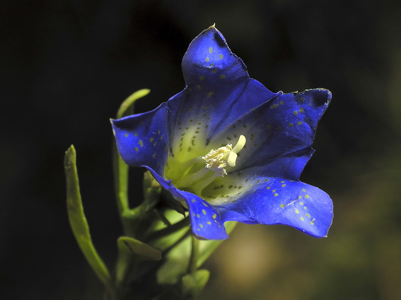 Gentiana pneumonanthe depressa.05