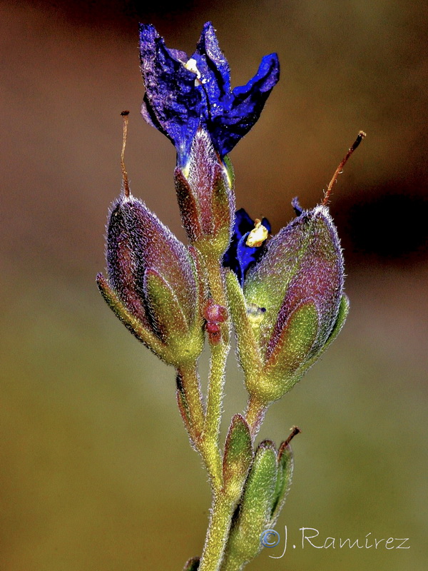 Gentiana pneumonanthe depressa.18
