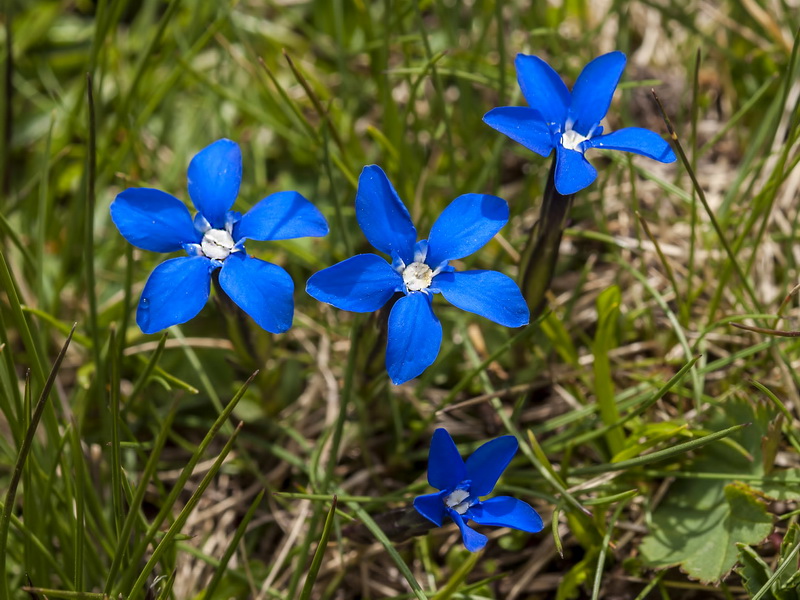 Gentiana sierrae.02