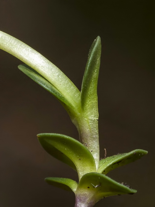 Gentiana sierrae.03