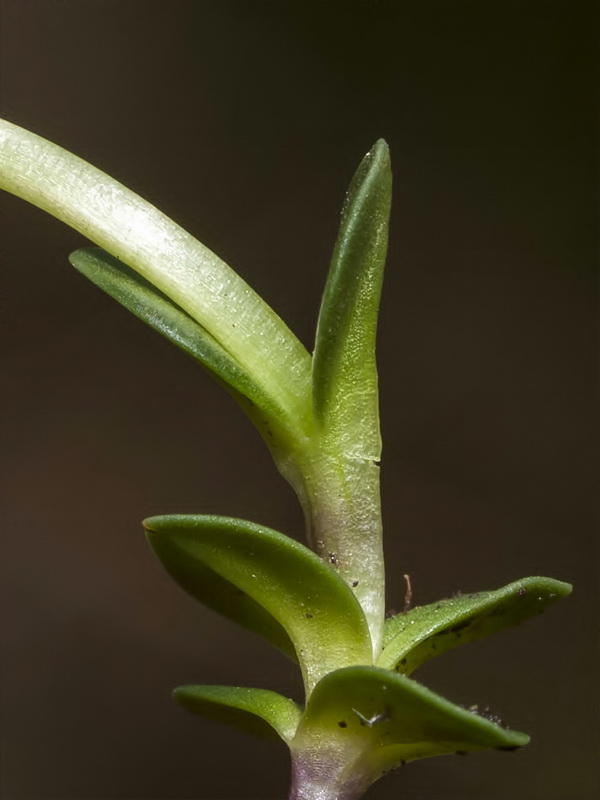 Gentiana sierrae.03