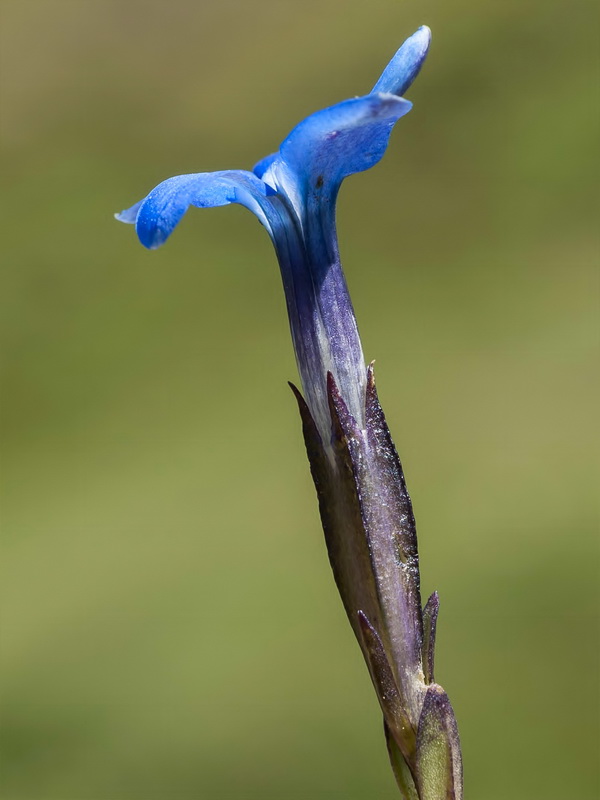 Gentiana sierrae.05