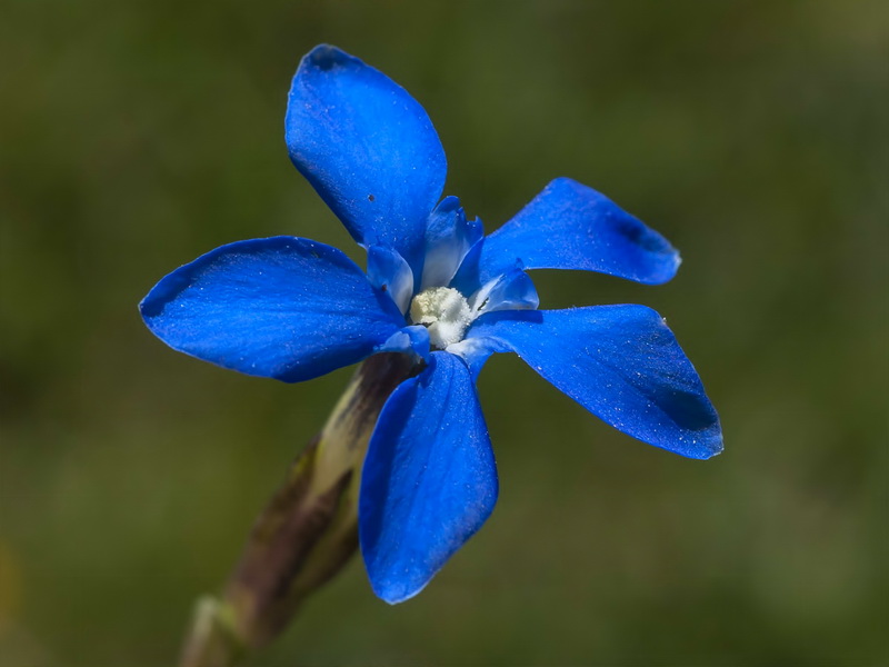 Gentiana sierrae.07