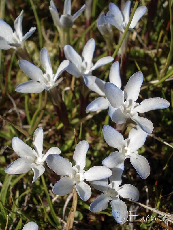 Gentiana sierrae.11