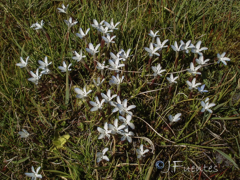 Gentiana sierrae.13