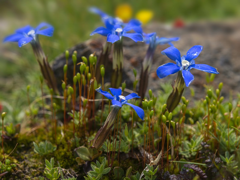 Gentiana sierrae.01