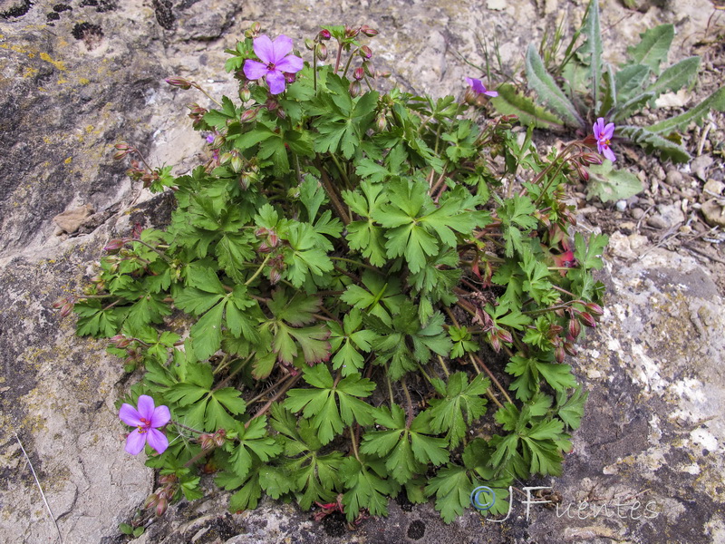 Geranium cataractarum.01