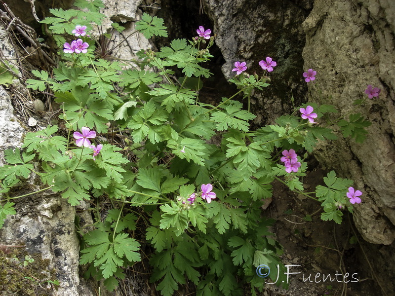 Geranium cataractarum.03