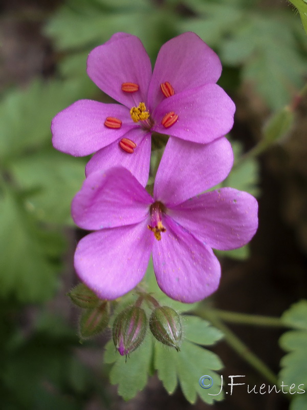 Geranium cataractarum.04