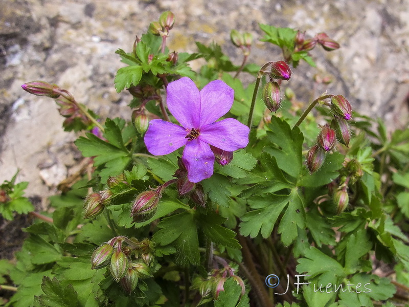 Geranium cataractarum.06