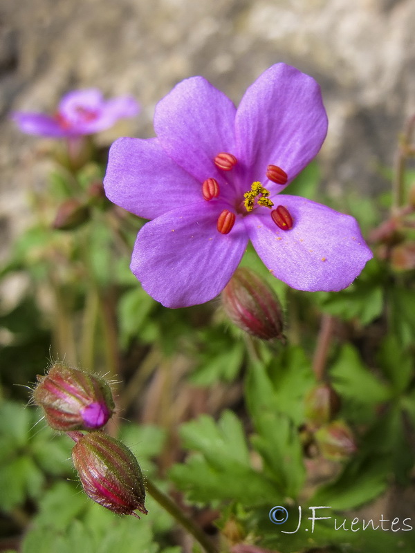 Geranium cataractarum.07
