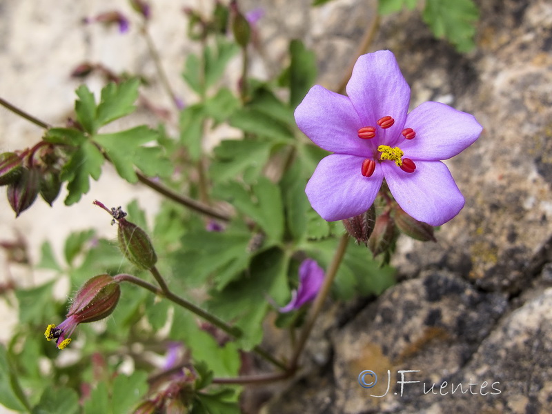 Geranium cataractarum.08