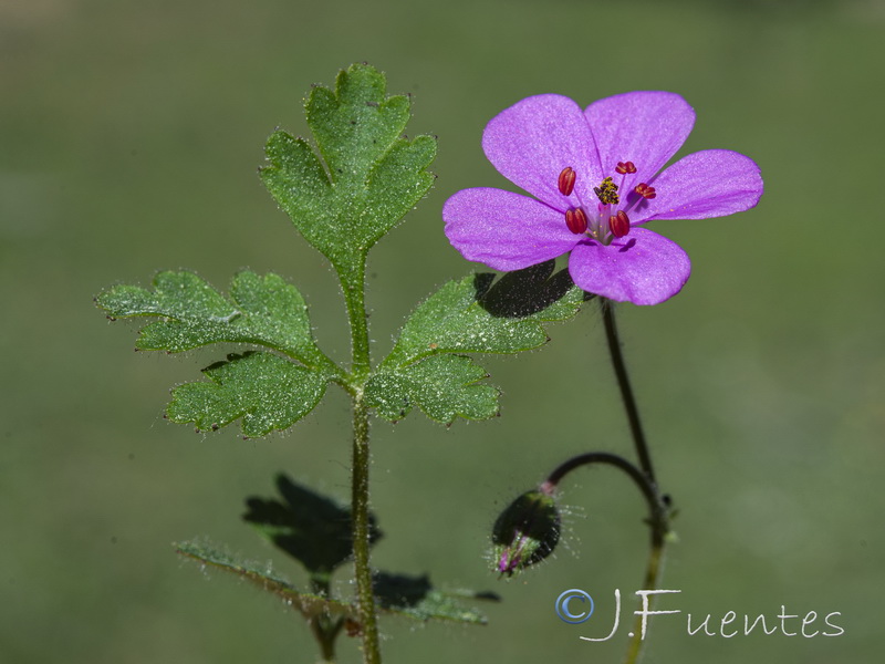 Geranium cataractarum.13
