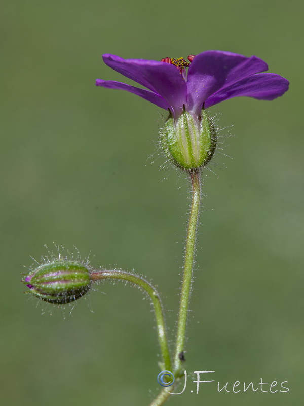 Geranium cataractarum.15
