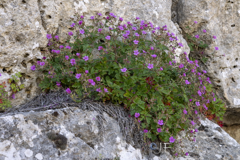 Geranium cataractarum.02